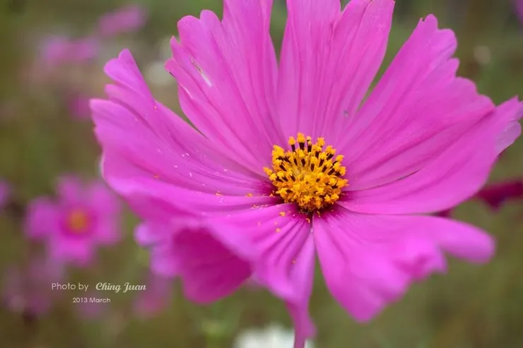 2013攝於凹仔底公園