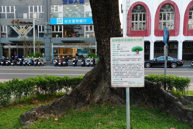 老樹現列為受保護樹木
