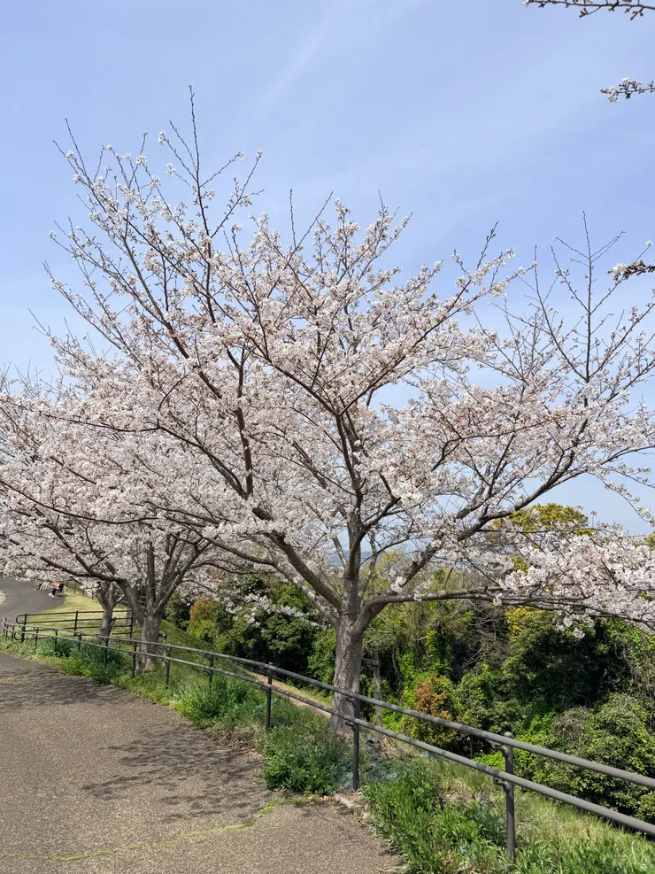 到處都是白色櫻花樹