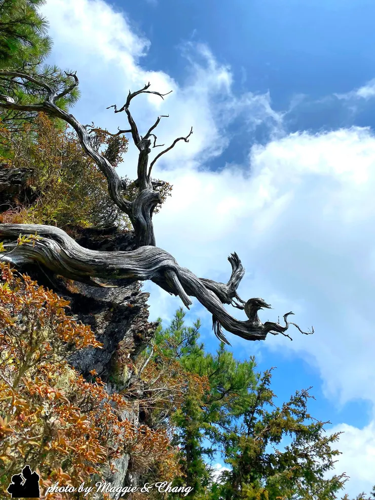 哭坡上的玉山圓柏