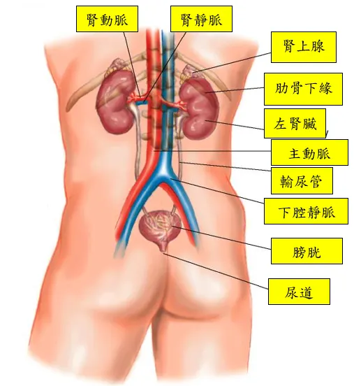腎臟的位置