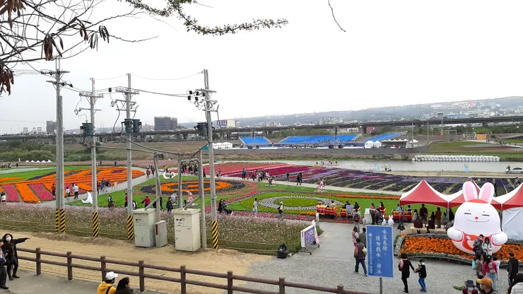 2023年南投燈會，主辦單位用多種草花進行布置，包括大波斯菊