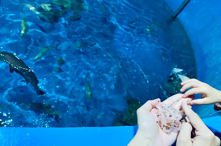 🐠《夜宿海生館》導覽人員分配南極磷蝦,讓大家體驗餵食海洋小夥伴。膽小如我只敢拍照XD|圖:閒人