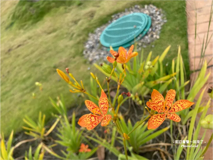 像蝴蝶的射干在這裡多處可見，植栽也是公園的一部分。