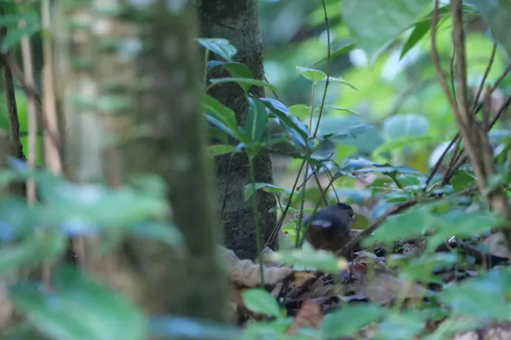 Sri Lanka brown-capped babbler 斯里蘭卡獨有種
