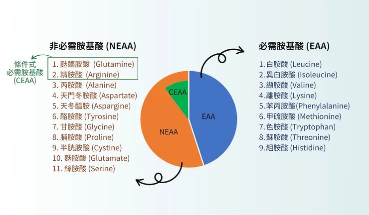 圖說：必需胺基酸與非必需胺基酸種類。（圖／李佩怡營養師）