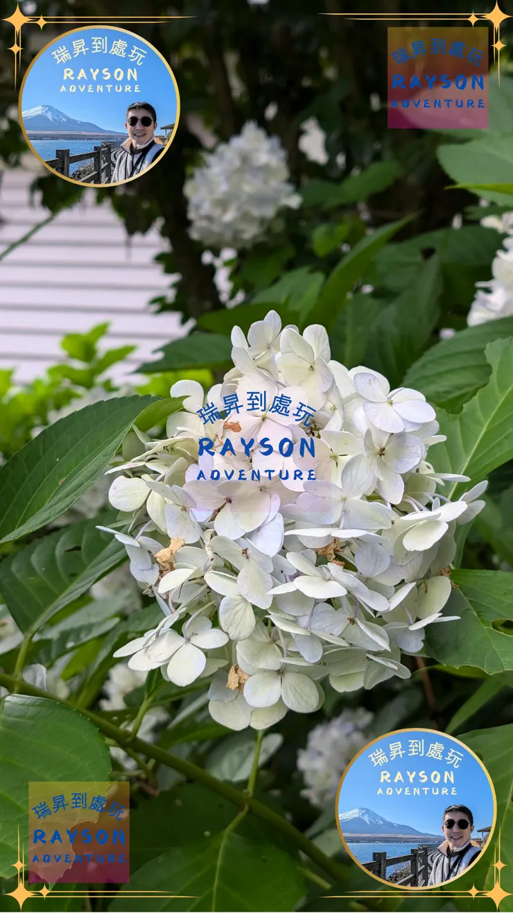 「紫陽花」(アジサイ/あじさい)