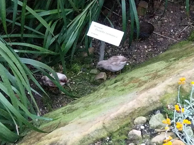 溫室內還有小雞