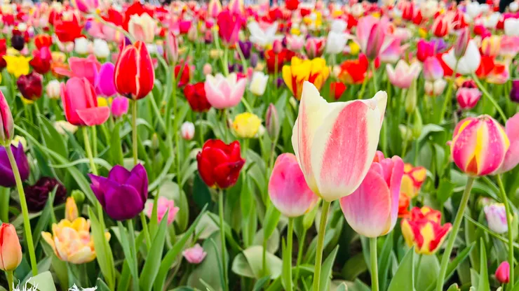 因為種類太多，不同角度感受都不同。