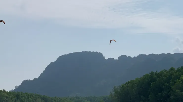 展翅高飛的老鷹