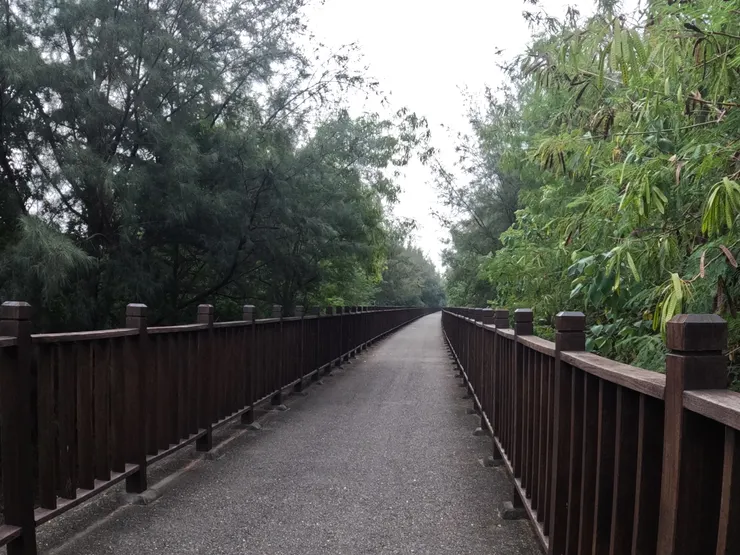 騎在紅樹林裡相當涼爽愜意。