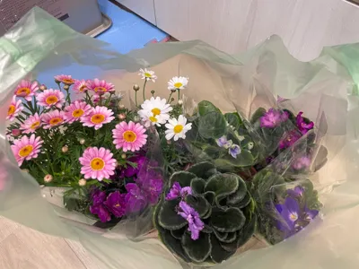 [後花園開張第一PO］