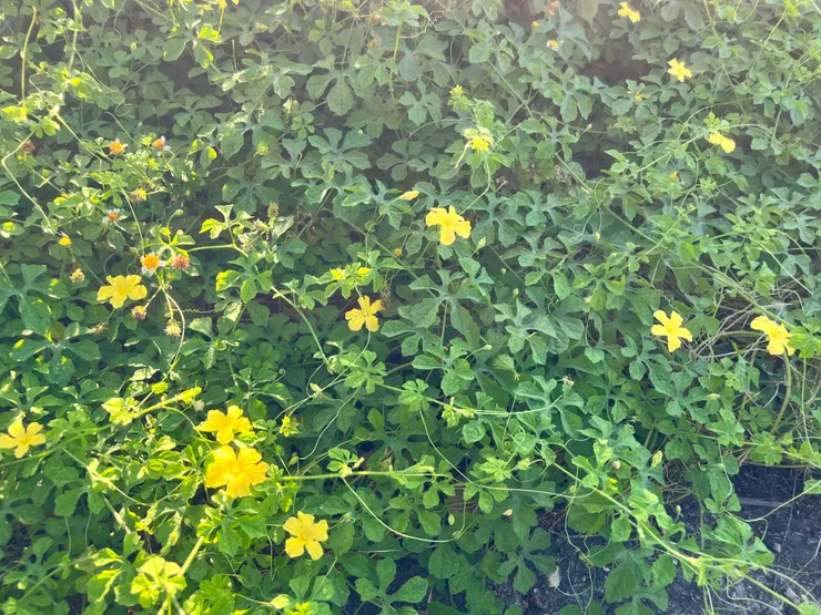 山苦瓜長得很密集。