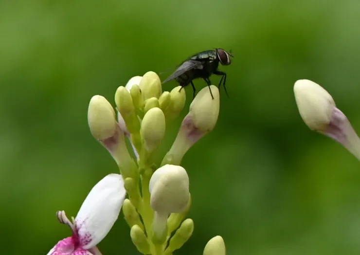 針對上圖蒼蠅部位局部放大,只要準焦、不晃動,解析力還是很不錯的。真應了最近流行的那句話”蒼蠅腿也是肉啊!“。