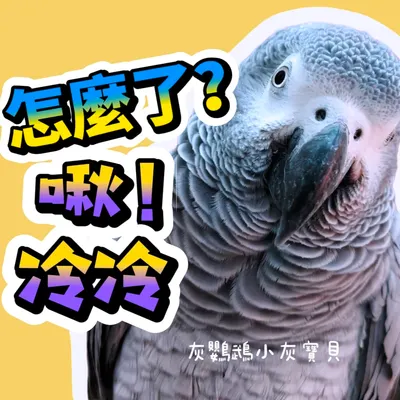 灰鸚鵡說怎麼了？冷冷齁？哄我！