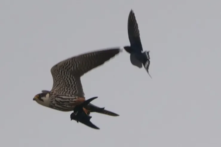 夏天的北方有許多燕子，吸引了不少猛禽來捕獵，其中就有燕隼