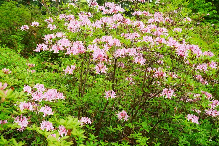 杜鵑。圖片取自維基百科