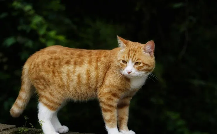 如果貓咪變成了一個毛球