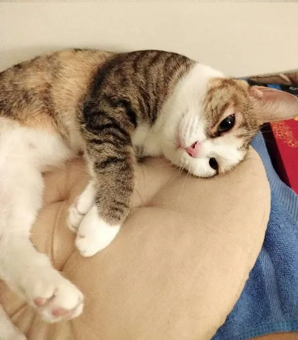 糖糖秀氣又可愛，像個小天使