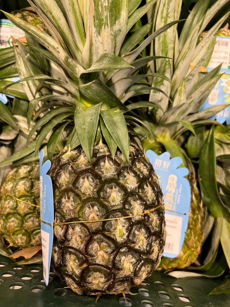 鳳梨就是一種CAM植物。攝影：老葉