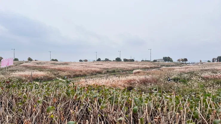 一望無際的芒草原