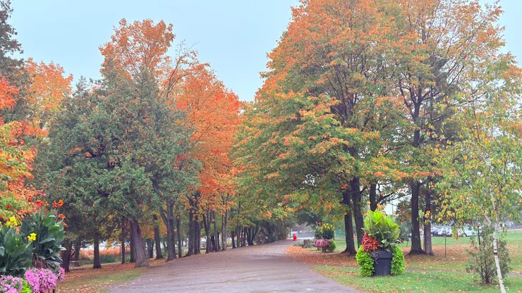 園區很多變葉木