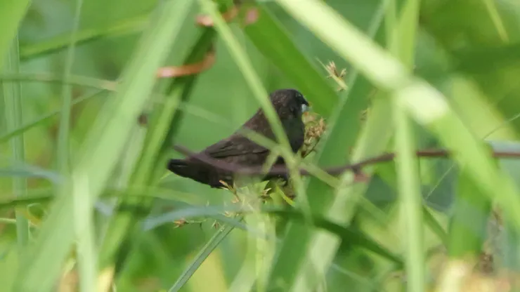 Dusky Munia  暗栗文鳥