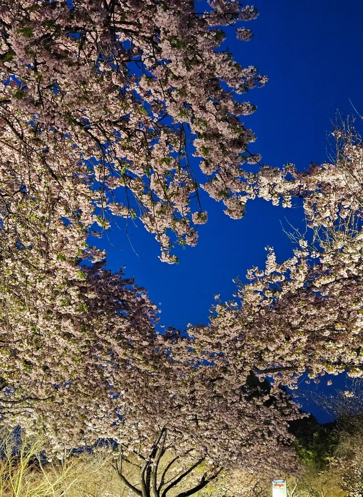 天空有一顆櫻花愛心❤️
