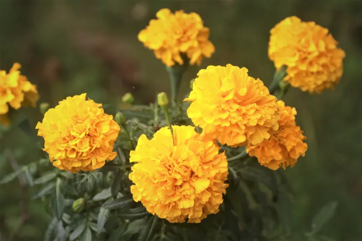 有「臭菊仔」之稱的萬壽菊，卻是種好吃的食用花