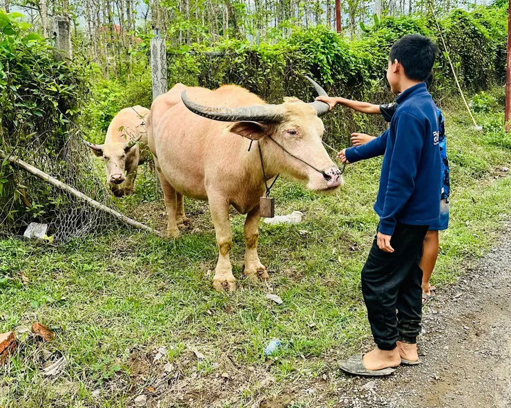 關西瀑布路上水牛
