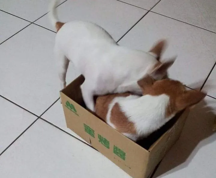 與嘟的搶紙箱大戰