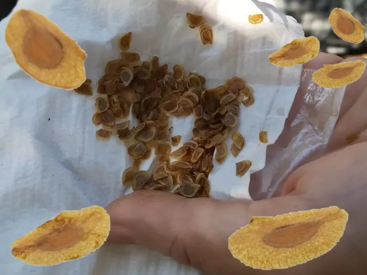 台灣百合的種子及放大圖