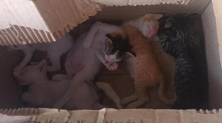 一窩小貓咪在紙箱