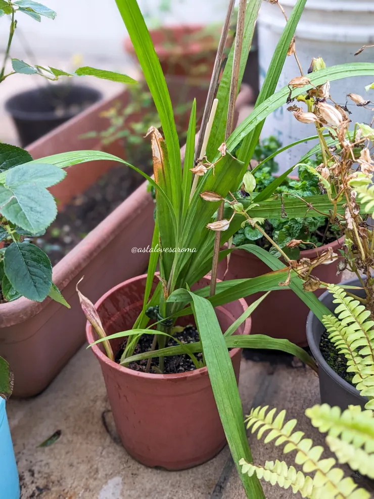 一頭個性亂髮的小蒼蘭