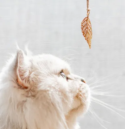 雪山星空｜Starlight over Snow