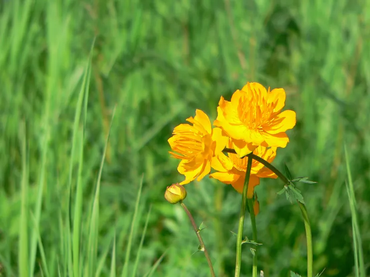 古籍記載的金蓮花， 是毛茛科的植物，來自山西五臺山