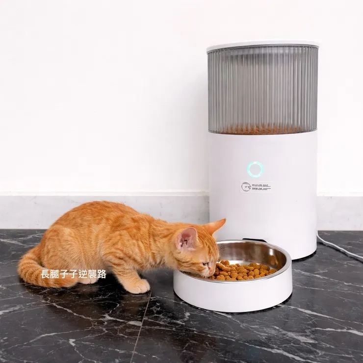 現在每天咪咪學會準時等放飯了XD🥰