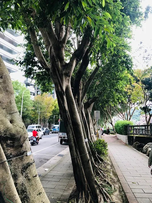 不是我把樹拍歪，而是這排樹本來就歪得很有藝術感。