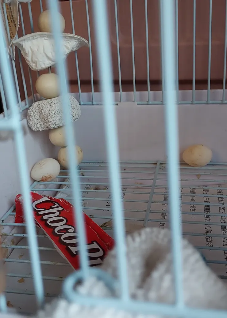 1月27號第二顆蛋生