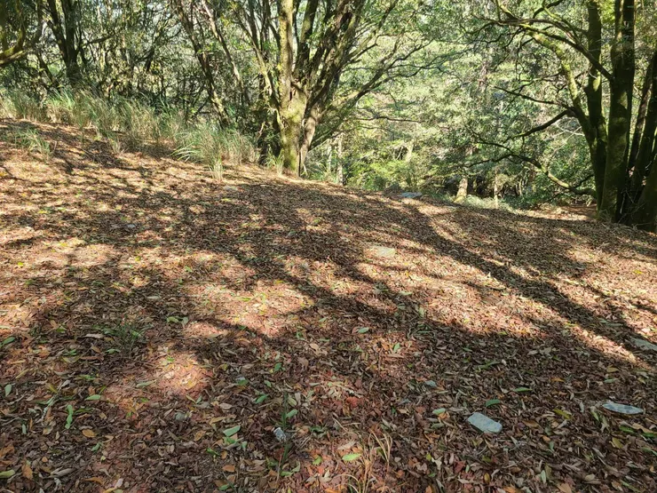 地挺斜的,雖然腹地大,但應該不好睡