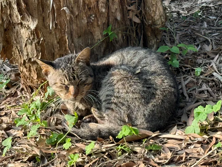 2026/03/17 散步路上遇到的貓