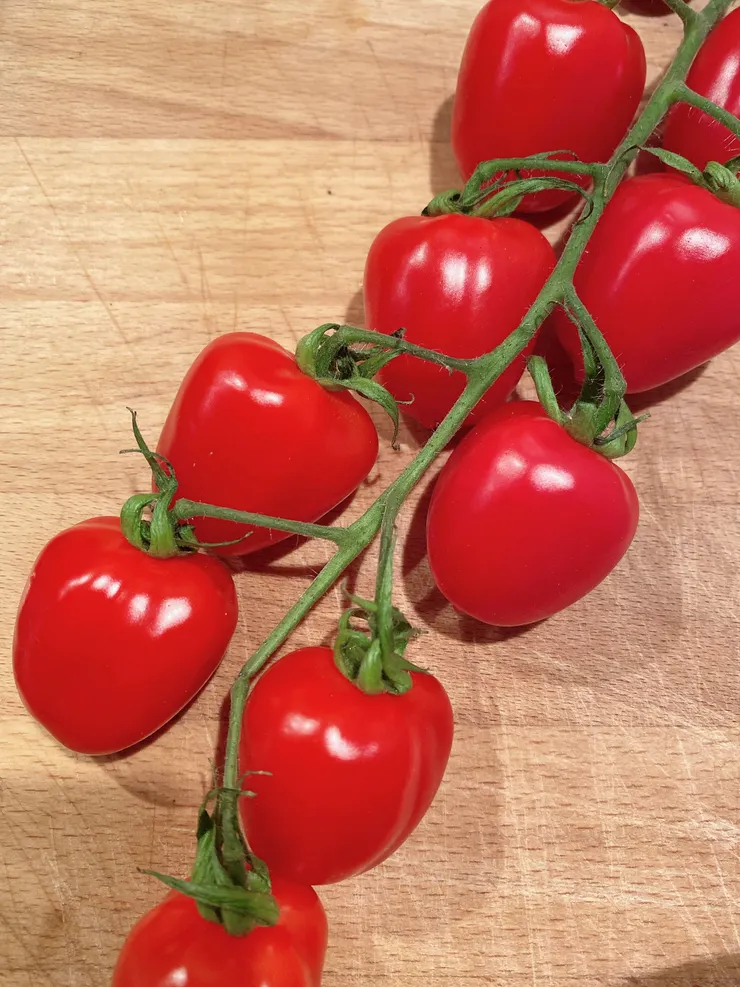 櫻桃番茄的品種之一