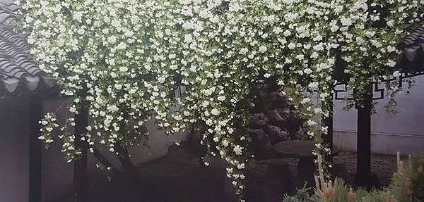 荼蘼枝條柔蔓，只要好好整理，就能造出清雅迷人的庭園美景，翻攝自《中國古老月季》