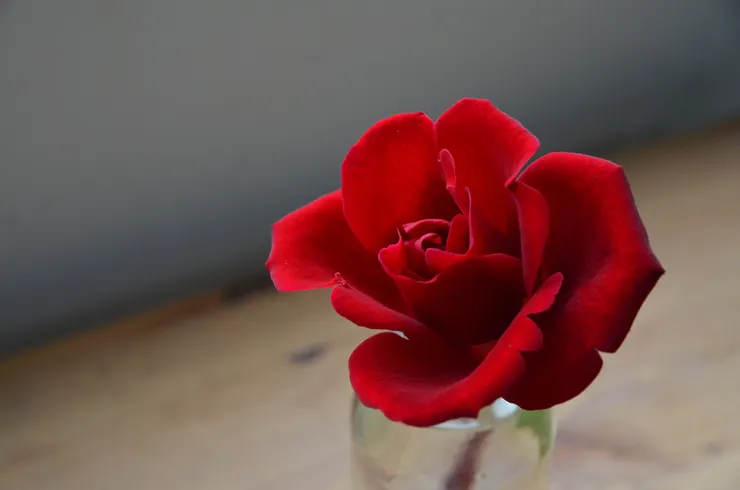 食用玫瑰──蜜妮（甜蜜）