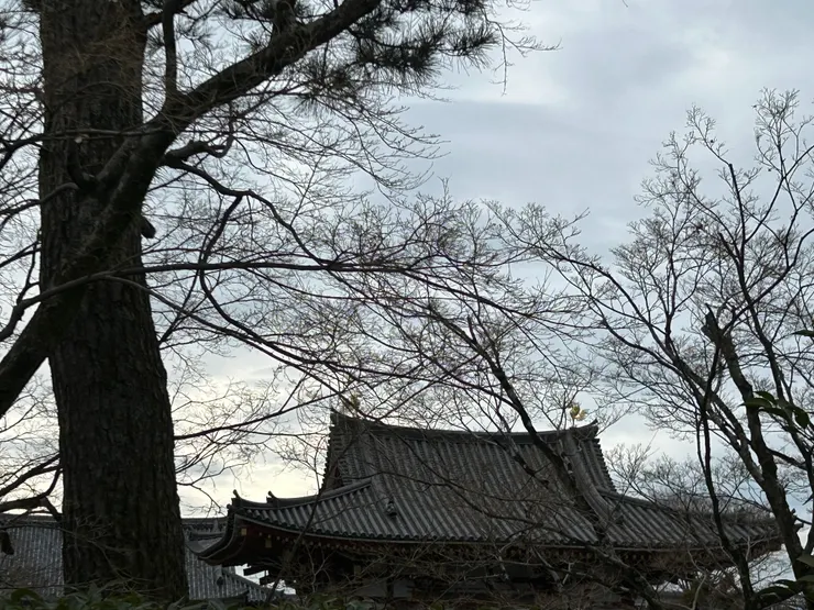 遠遠拍平等院鳳凰寺