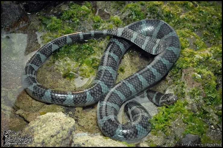 【闊帶青斑海蛇】帶有黑、藍相間的環紋,環紋從側面看呈V字型。(圖片來源:Skink Chen)