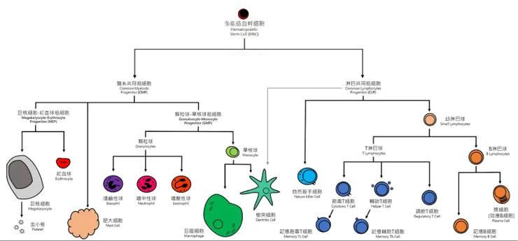 細胞的真實面目長這個樣子