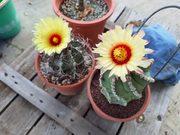 開花的樣子(右)