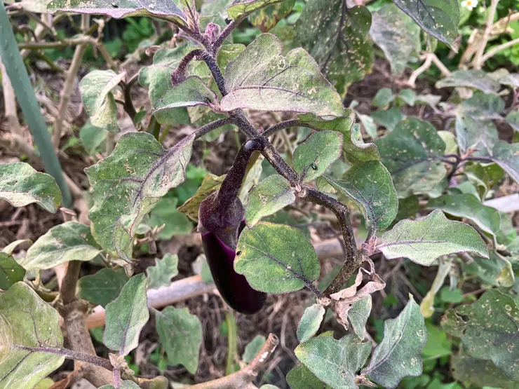金屬藍黑色光澤的「茄子葉蚤」吃茄子葉