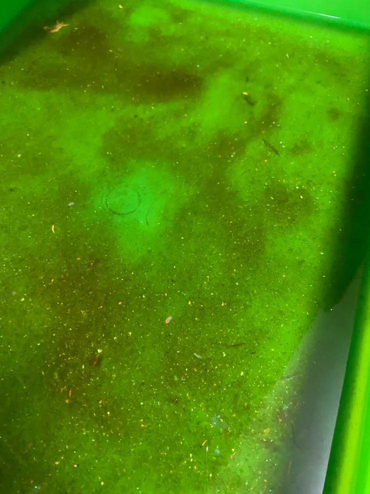 泡了兩天除了非常多鐵鏽